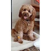 Home Owner wanting sitter in Adelaide, South Australia