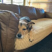 Home Owner wanting sitter in Albury, Victoria