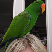 Home Owner wanting sitter in Bundaberg , Queensland