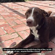 Home Owner wanting sitter in , Victoria