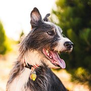 Home Owner wanting sitter in , Victoria