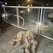 Home Owner wanting sitter in , Queensland