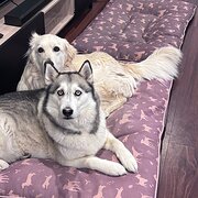 Home Owner wanting sitter in , Australian Capital Territory