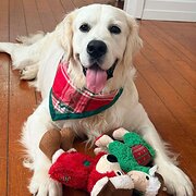 Home Owner wanting sitter in  Brisbane , Queensland