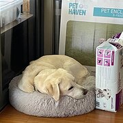 House Sitter - Marina, Sonny & Rosie