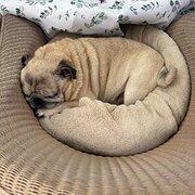 Home Owner wanting sitter in , New South Wales