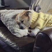 Home Owner wanting sitter in Ballarat , Victoria