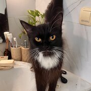 House Sitter - Graham