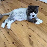 Home Owner wanting sitter in Gosford, New South Wales