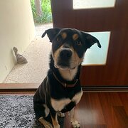 Home Owner wanting sitter in , Queensland