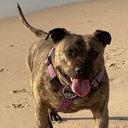 Home Owner wanting sitter in , South Australia