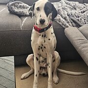 Home Owner wanting sitter in , Western Australia