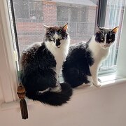 Home Owner wanting sitter in Ryde(Sydney), New South Wales