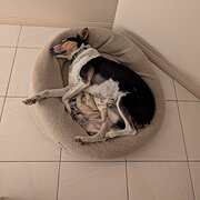 Home Owner wanting sitter in SANCTUARY POINT, New South Wales