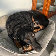 Home Owner wanting sitter in Caboolture , Queensland