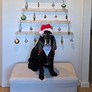 Home Owner wanting sitter in Shelly Beach, New South Wales