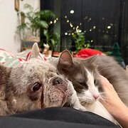 Home Owner wanting sitter in Brisbane, Queensland