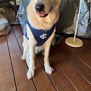 Home Owner wanting sitter in DUNLOP;ACT, Australian Capital Territory