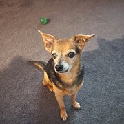 Home Owner wanting sitter in Hobart, Tasmania