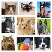 House Sitter - The Queen of Clean   10* Reliable Minder