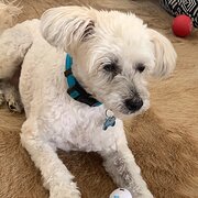 Home Owner wanting sitter in Sydney, New South Wales