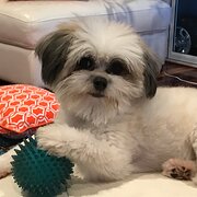 Home Owner wanting sitter in , New South Wales