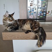 Home Owner wanting sitter in Brisbane, Queensland