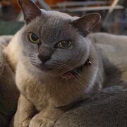 Home Owner wanting sitter in Maroochydore, Queensland