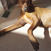 Home Owner wanting sitter in Sydney, Australian Capital Territory