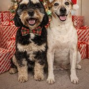 Home Owner wanting sitter in Melbourne , Victoria