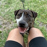 Home Owner wanting sitter in , Western Australia