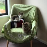 Home Owner wanting sitter in SULPHUR CREEK, Tasmania