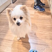 Home Owner wanting sitter in Adelaide, South Australia