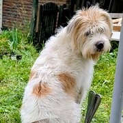 Home Owner wanting sitter in Melbourne , Victoria