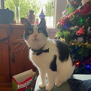 Home Owner wanting sitter in Seven Hills, New South Wales