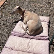 Home Owner wanting sitter in Melbourne, Victoria