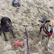 Home Owner wanting sitter in Sydney, New South Wales