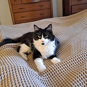 Home Owner wanting sitter in , Western Australia