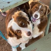 Home Owner wanting sitter in Casuarina, Western Australia