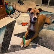 Home Owner wanting sitter in , Australian Capital Territory