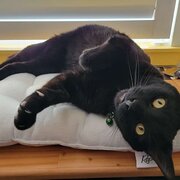 Home Owner wanting sitter in , Western Australia