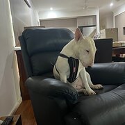 Home Owner wanting sitter in Palmeston , Northern Territory