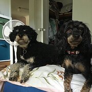 Home Owner wanting sitter in Yanchep, Western Australia