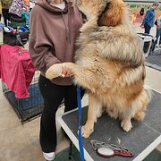 Home Owner wanting sitter in IRONBANK, South Australia