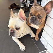 Home Owner wanting sitter in Brisbane, Queensland