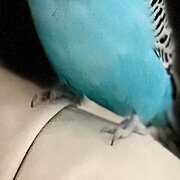 Home Owner wanting sitter in Melbourne , Victoria