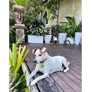 Home Owner wanting sitter in Sunshine Coast, Queensland