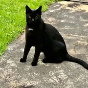 Home Owner wanting sitter in Perth, Western Australia