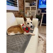 Home Owner wanting sitter in Sunshine Coast, Queensland