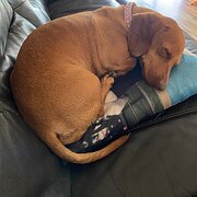 Home Owner wanting sitter in , Western Australia